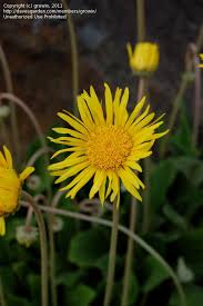 Image result for Haplocarpha