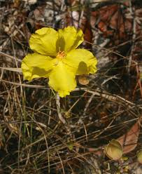 Image result for Berlinia orientalis