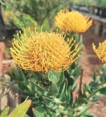 Image result for Leucospermum