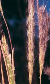 Image result for Andropogon gayanus