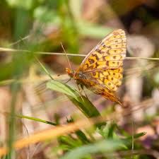 Image result for Blotiella currorii