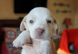The beagle breed originated in england as a cross between the harrier and other hounds of england. Lemon Spotted Beagle Puppies Mountain Grove Mo