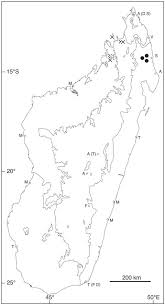 Image result for Triplophyllum protensum