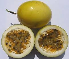 Parcha Puerto Rican Name For Passiflora Edulis Passion Fruit Puerto Rican Cuisine Yellow Passion Fruit Puerto Rico Food