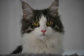 Average Maine Coon Lifespan How Long Do They Live
