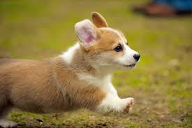 4 Common Corgi Health Problems That Corgi Lovers Need To Know