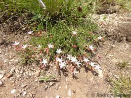 Image result for Oxygonum dregeanum