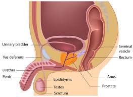 Those of us familiar with the male anatomy know he's not at rest. there's some rigidity there. Male Reproductive System Healthdirect