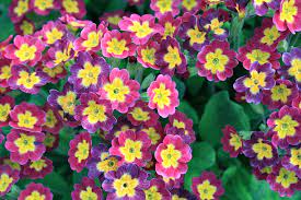 Primrose Only Because Of The Hunger Games Haha Organic Gardening Organic Plants Different Types Of Seeds