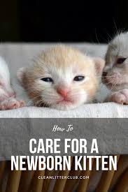 How To Care For A Newborn Kitten Newborn Kittens Kitten Newborn Care