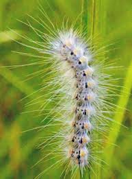 Black And Red Fuzzy Caterpillar Ontario Fuzzy Caterpillar Fuzzy Caterpillar Caterpillar Beautiful Butterflies