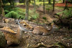 Versuch diese hausmittel gegen mückenstiche! Rehe Im Garten So Schutzt Du Deine Pflanzen Willkommen In Franks Kleinem Garten