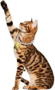 Since cats are carnivorous, feeding them cat food high in protein is a must. Bengal Cat Guide To The Breed Buying Tips Facts And Photos