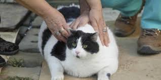 Obez Kedi Tombalak Diyete Basliyor