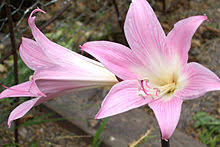 Unhealthy or poorly formed flowers always send a negative message, but some flowers are taboo regardless of their condition. Hanakotoba Wikipedia