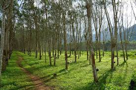What did i do wrong? Royalty Free Rubber Tree Photos Free Download Pxfuel