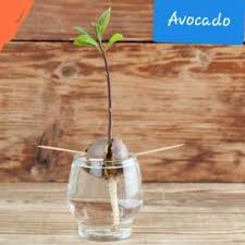 We can't even count how many avocado trees have grown from pits in our garden compost! How Long Does It Usually Take For An Avocado Seed To Sprout Using The Method Of Suspending It In Water In The Bright Sunshine Quora
