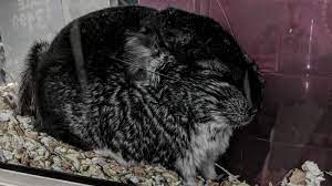 They need dust baths to keep their fur clean. Petition Stop Live Chinchilla Sales In Pet Stores Change Org