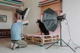 Get A Behind The Scenes Look At A Mutley S Snaps Studio Pet Photography Session Showi Pet Photography Studio Pet Portraits Photography Pet Photography Business