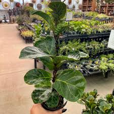 Image result for Ficus fischeri