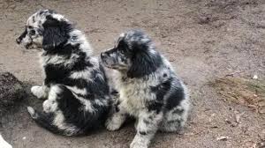 Check spelling or type a new query. Australian Shepherd Golden Retriever Hybrid For Sale In Darrington Washington Classified Americanlisted Com