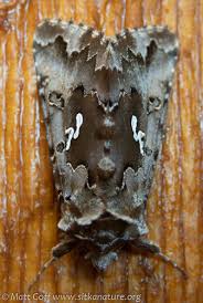 Image result for Autographa macrogamma