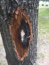 Prune oaks in the dormant season to avoid attracting beetles that may carry oak wilt. Oak Wilt