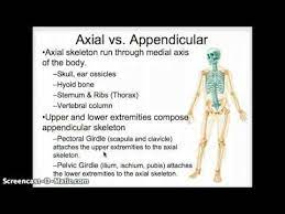 Axial Vs Appendicular Skeleton Youtube Axial Skeleton Axial Thorax