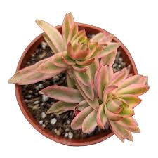 Image result for Crassula alticola