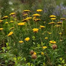 Image result for Melinis ambigua