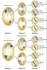 Start studying 14.1 human chromosomes. Chromosomal Alterations Quizlet