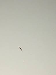 Small black and red worms in bathroom. Black Worm Like Larvae In The Shower All About Worms