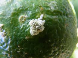 Image result for Mealybug cucumber