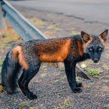 Maybe you would like to learn more about one of these? Stunning Cross Fox With Unique Black Orange Coat