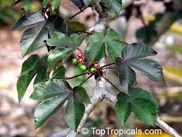 Image result for Jatropha gossypiifolia