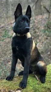 Big Black And Brown Dog Breeds Pin On Black Dog