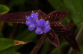 Image result for Cyanotis longifolia