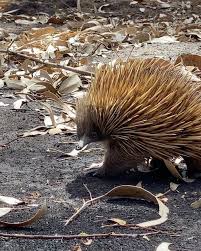 Kailas Wild On Instagram Please Enjoy This Echidna That Survived The Kangaroo Island Bushfires Going For A Wander A Echidna Kangaroo Island Australian Fauna