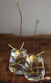 How To Grow An Avocado From A Pit Avocado Plant Grow Avocado Avocado Tree