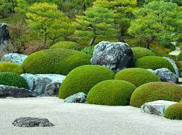 Japanese Garden Tree Trees Plants Shrub Shrubs Bonsai Tree Black Pine White Pine Cryptomeria Pinus Japanese Garden Japanese Tree Garden Bonsai Tree