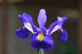 Iris Flower Iris Flowers Purple Iris Flower Images
