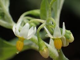 Image result for Solanum scabrum