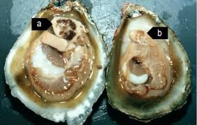 Image result for Bonamia