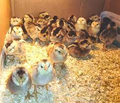 Prior to 1976, the world had two kinds of araucana chickens: Ameraucana Chickens Sercadia