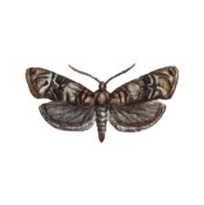 Image result for Lobesia botrana grapevine