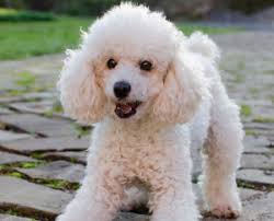 Apr 04, 2019 · worried that a pedigree toy poodle breeder is the wrong place to find a family pet? 8 Best Poodle Breeders In Virginia 2021 We Love Doodles