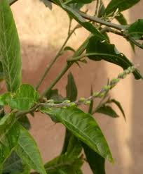 Image result for Alliaceae