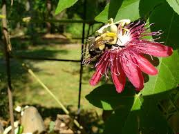 Bees (and pollinators generally) are not only vital to the ecosystem and to food production, they are endearing and enchanting creatures in their own right. Be A Good Neighbor Lend A Helping Hand To Important Pollinators