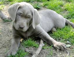 Silver lab puppies are friendly, lovely, sprightly, and cuddly to boot. Labrador Retriever Info Temperament Life Span Puppies Pictures