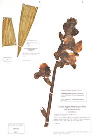 Image result for Ancistrorhynchus clandestinus